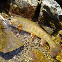 尺イワナ連続ゲット！